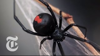 An Encounter With a Black Widow Spider  The New York Times [upl. by Ilario347]