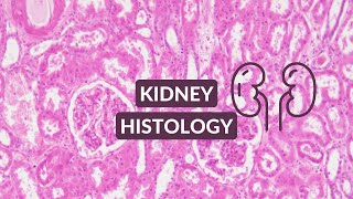 Kidney Histology Video Made Easy  Kidney Under the Microscope [upl. by Nally]