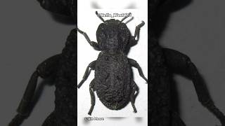 Diabolical Ironclad Beetle Natures Living Tank [upl. by Ahsiral560]