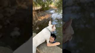 The dog saved the baby who fell into the river where crocodiles eat meat pet dog lovedog [upl. by Arretak]