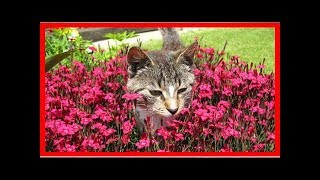 Comment Faire Fuir les Chats de Votre Jardin [upl. by Amalbena262]