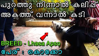 🤬കുര നിര്‍ത്തുന്നില്ല  8 month Old Lhasa Apso with Aggression  dog continuous barking at visitors [upl. by Eico]