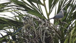 Urraca Copetona  Whitethroated MagpieJay  Calocitta formosa [upl. by Liatnahs]