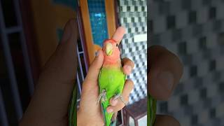 Mini Vlogs with birds 🦜birds birdslover lovebirds javasparrow shortsfeed [upl. by Krueger]