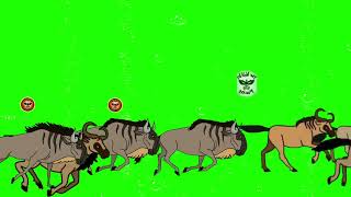 Wildebeest Stampede green screen [upl. by Sidell167]