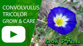 Convolvulus tricolor  grow amp care Dwarf morningglory [upl. by Gargan430]