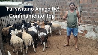 Criação de Borregos em confinamento do amigo Dê das rações com belos animais [upl. by Ijneb962]