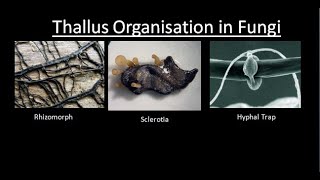 THALLUS ORGANISATION IN FUNGI  For BSc and MSc  BY JYOTI VERMA  ALL ABOUT BIOLOGY [upl. by Zipah]