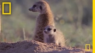 Meerkat Mischief  National Geographic [upl. by Donoghue]