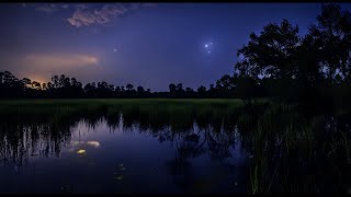 Swamp Sounds at Night  Frogs Crickets Nature Sounds💦 [upl. by Veno]