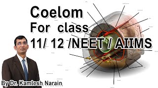 Coelom FOR class 11 12 NEET  AIIMS By DR KAMLESH NARAIN [upl. by Ahsiuqat407]