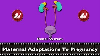 Maternal Adaptations in Pregnancy Renal system [upl. by Gabey]