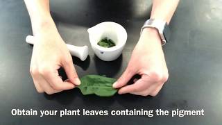 29 Separation of Photosynthetic Pigments by Chromatography Practical 4 [upl. by Ryann]