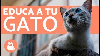 Consejos para educar un gato [upl. by Eeliak724]