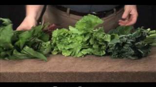 Tortoise Feeding and Nutrition  ReptileChannelcom [upl. by Loydie366]