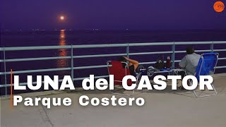 ¡Caminó en las AGUAS bajo la LUNA del CASTOR  🟠 Río de la Plata [upl. by Kean]