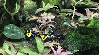 Dendrobates tinctorius Robertus [upl. by Daniella]