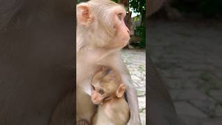 baby baboon monkey bandar monkeyvideo [upl. by Abad]