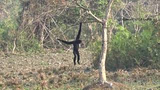 Hoolock Gibbon walking like Human [upl. by Yrruc241]