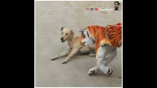 fake lion dog prank lion prank fake lion prank on dog dog tiger prank dog vs fake lionshort [upl. by Derk]