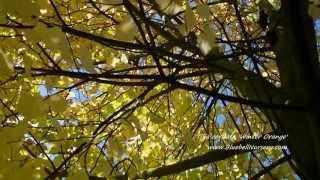 Tilia cordata Winter Orange Smallleaved Lime [upl. by Nodanrb]