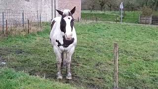 A solo horse  NatureWaltz A natural Documentary [upl. by Bastien]