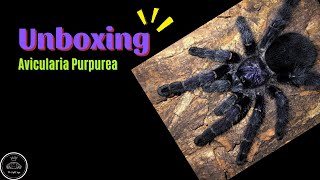 Unboxing Avicularia Purpurea Purple Pinktoe Tarantula [upl. by Buonomo]