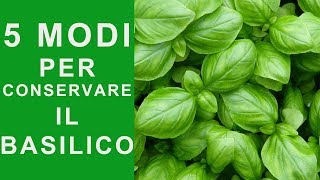 BASILICO 5 MODI PER CONSERVARE IL BASILICO e averlo SEMPRE VERDE E FRESCO  FoodVlogger [upl. by Warchaw]