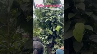 Coorg Day1Coffee plantationtrendingcoorgcoffeeplantationyoutubeshortstravelexploringshorts [upl. by Rednal]