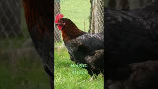 Langshan Chickens Size Eggs Lifespan and More [upl. by Nnyltak572]