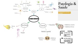 Histologia do tecido nervoso  mapa mental [upl. by Buonomo]