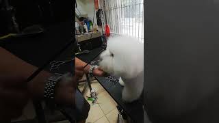 bichon frise cut tutorial [upl. by Burnside477]