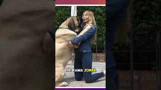 What sets apart the Bullmastiff from the English Mastiff [upl. by Annahs531]