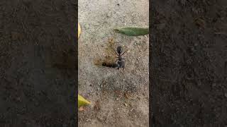 Big ants quarrelled each other natureinsect [upl. by Stillmann458]