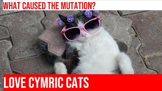 Cymric Cats History amp Care Tips [upl. by Anassor]