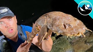 Wobbegong Shark Found in Tide Pool [upl. by Conlin]