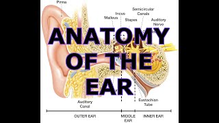 ANATOMY OF THE EAR [upl. by Ettenhoj]