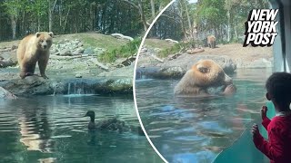 Hangry bear gobbles up ducklings at the zoo in front of horrified children ‘That was not nice’ [upl. by Broome]