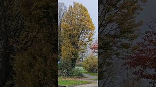 2024 authem leaves colours lemmer netherlands trees [upl. by Clyte188]