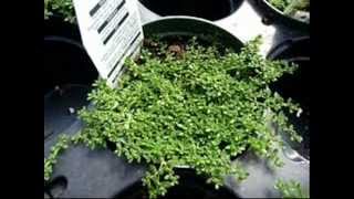 Gardening Mal Herniaria Glabra Green Carpet wmv [upl. by Devaj688]