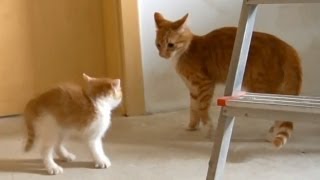 Little Kitten vs Big Cat [upl. by Suzi946]