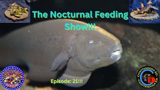 The Nocturnal Feeding Show EP 21 [upl. by Yonina]