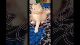 Cute Cats for SALE  Delhi Fish Aquarium Market Call Anil 9210090877 trending viral shorts 5 [upl. by Luana338]