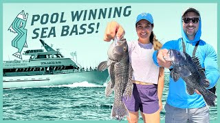 Black Sea Bass Catch and Cook on The Gambler Fishing Charter  NJ Saltwater Fishing [upl. by Alemac]