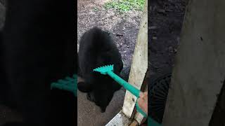 Wild Black Bear Enjoys Back Scratches [upl. by Kazim595]