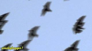 Formation Flying A Murmur of Starlings 23Oct12 [upl. by Garlaand266]