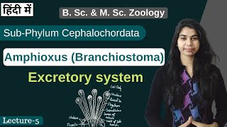 Amphioxus Branchiostoma  Excretory system  In Hindi  B Sc amp M Sc  Zoology [upl. by Yhprum]