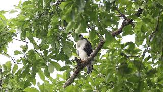 Rufousbellied Eagle fledgling [upl. by Ahmed324]