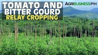 Vegetable Production Technology Tomato and Bitter Gourd Relay Cropping [upl. by Atilam]