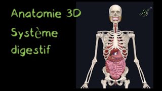 Description Anatomique 3D du système Digestif Naturosoutien [upl. by Vershen]